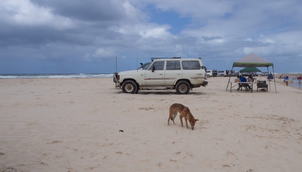 Dingos are Austalia's dogs