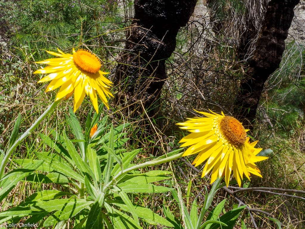 Paper daisies