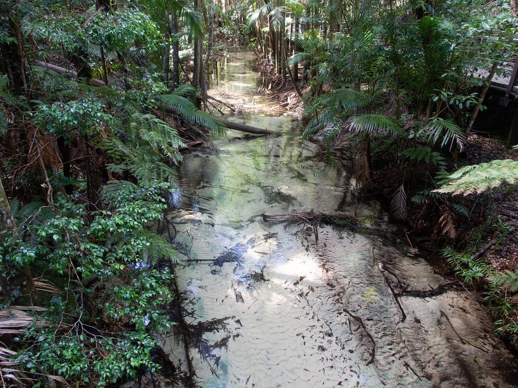 Beautiful clear rainforrest creeks