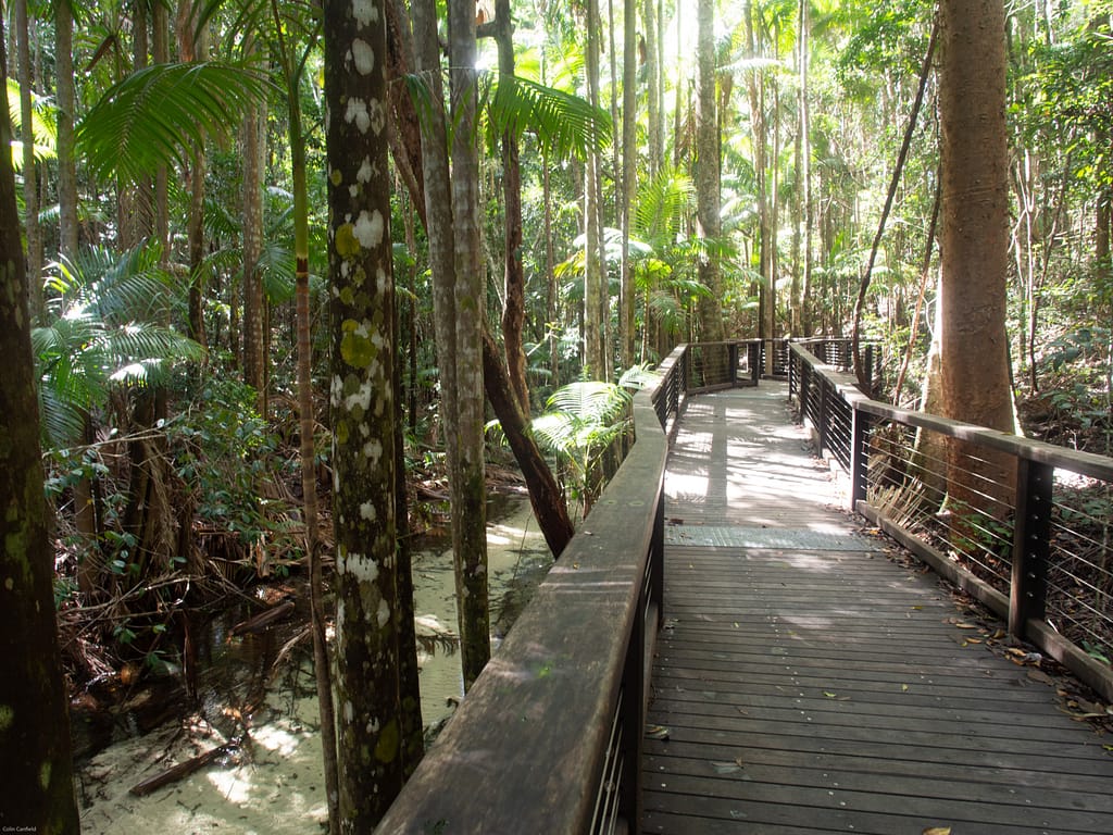 Many places to explore the rainforest