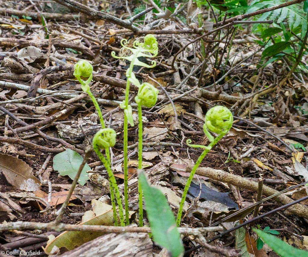 Baby ferns