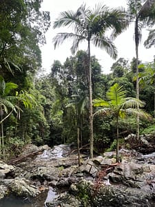 Read more about the article Greenes Falls at Mount Glorious