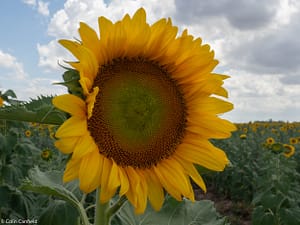 Read more about the article Toowoomba Sunflower Time